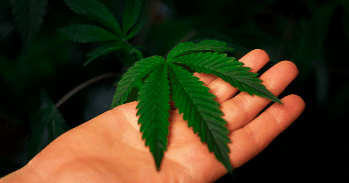 Close-up of a hand holding a cannabis leaf